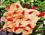 Rosa do Deserto Enxerto Butterfly Dream - Imagem 1