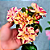 Rosa do Deserto Enxerto Butterfly Dream - Imagem 2
