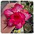 Rosa do Deserto Enxerto TS-73 - Imagem 1