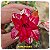 Rosa do Deserto Enxerto Floral Peacock - Imagem 1
