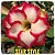 Rosa do Deserto Enxerto Star Style - Imagem 1
