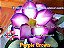 Rosa do Deserto Enxerto Purple Crown - Imagem 1