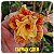 Rosa do Deserto Enxerto Taiwan Gold - Imagem 1