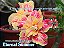 Rosa do Deserto Enxerto Eternal Summer - Imagem 1