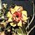 Rosa do Deserto Enxerto Thong - Imagem 2