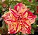 Rosa do Deserto Enxerto Pharaoh - Imagem 3