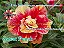 Rosa do Deserto Enxerto Sweet Peach - Imagem 1