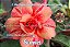 Rosa do Deserto Enxerto Sunset - Imagem 1