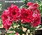 Rosa do Deserto Enxerto Entrancing - Imagem 5