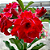 Rosa do Deserto Enxerto Entrancing - Imagem 3
