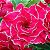 Rosa do Deserto Enxerto Entrancing - Imagem 1