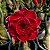 Rosa do Deserto Enxerto Entrancing - Imagem 1
