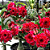 Rosa do Deserto Enxerto Entrancing - Imagem 2