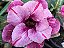 Rosa do Deserto Enxerto Dust - Imagem 1