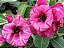 Rosa do Deserto Enxerto Dust - Imagem 2