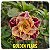 Rosa do Deserto Enxerto Golden Years - Imagem 1