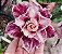 Rosa do Deserto Enxerto Golden Years - Imagem 2