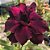 Rosa do Deserto Enxerto LM-18 Negra - Imagem 1