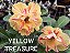 Rosa do Deserto Enxerto Yellow Treasure - Imagem 1