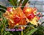 Rosa do Deserto Enxerto Orange Lover - Imagem 1