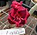 Rosa do Deserto Enxerto Lancaster - Imagem 1