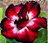 Rosa do Deserto Enxerto Malévola M9 Dobrada - Imagem 1
