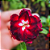 Rosa do Deserto Enxerto Malévola M9 Dobrada - Imagem 2
