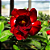 Rosa do Deserto Enxerto Malévola M9 Dobrada - Imagem 3