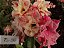 Rosa do Deserto Enxerto TS-50 - Imagem 1