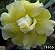 Rosa do Deserto Enxerto TH-16 - Imagem 1