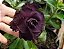 Rosa do Deserto Enxerto Volupia - Imagem 2