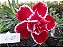 Rosa do Deserto Enxerto L-25 - Imagem 1