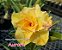 Rosa do Deserto Enxerto Aurora Amarela - Imagem 1