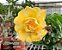 Rosa do Deserto Enxerto Ultimate Yellow - Imagem 1