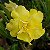 Rosa do Deserto Enxerto Ultimate Yellow - Imagem 2