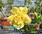 Rosa do Deserto Enxerto Ultimate Yellow - Imagem 3