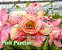 Rosa do Deserto Enxerto Pink Panther - Imagem 2