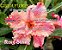 Rosa do Deserto Enxerto Rosy String - Imagem 1