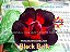 Rosa do Deserto Enxerto Black Belle - Imagem 2