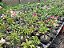 Rosa do Deserto Enxerto TS-274 - Imagem 4