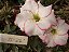 Rosa do Deserto Enxerto TS-22 - Imagem 1