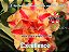 Rosa do Deserto Enxerto Excellence - Imagem 1