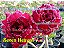 Rosa do Deserto Enxerto Seven Heaven - Imagem 2