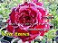 Rosa do Deserto Enxerto Seven Heaven - Imagem 1