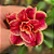 Rosa do Deserto Enxerto Atena - Imagem 1
