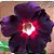 Rosa do Deserto Enxerto LM-38 - Imagem 1