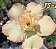 Rosa do Deserto Enxerto TS-27 - Imagem 2