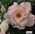 Rosa do Deserto Enxerto TS-27 - Imagem 3
