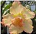 Rosa do Deserto Enxerto TS-27 - Imagem 1