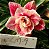 Rosa do Deserto Enxerto LM-9 - Imagem 1